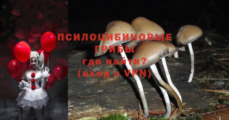 Псилоцибиновые грибы Magic Shrooms  Дрезна 